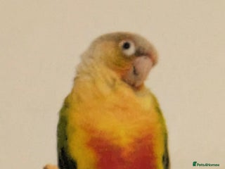 Conures birds for sale: Tamed male conure for sale - Advert 1