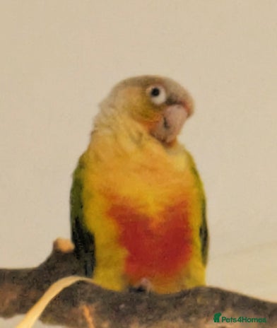 Conures birds Tamed male conure for sale - Advert 1
