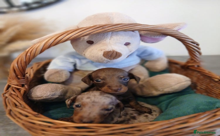 Miniature Dachshund dogs - Advert 10