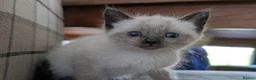 Mixed Breed cats for sale: Gorgeous ragdoll cross kittens  - Advert 7
