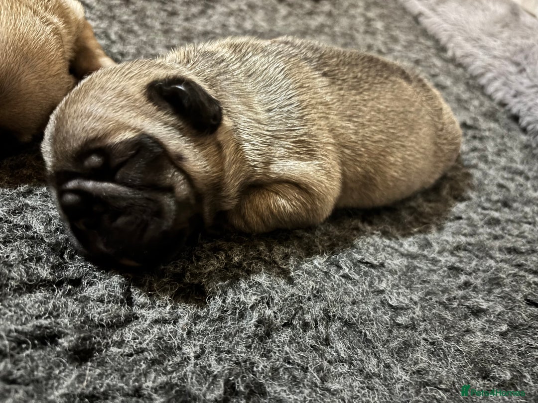 French Bulldog dogs for sale: French Bulldog Puppies PET PRICED  - Advert 8