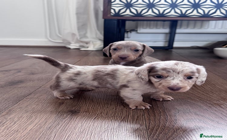 Miniature Dachshund dogs - Advert 10