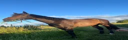 English Thoroughbred horses for sale: Companion for sale/full loan - Advert 1