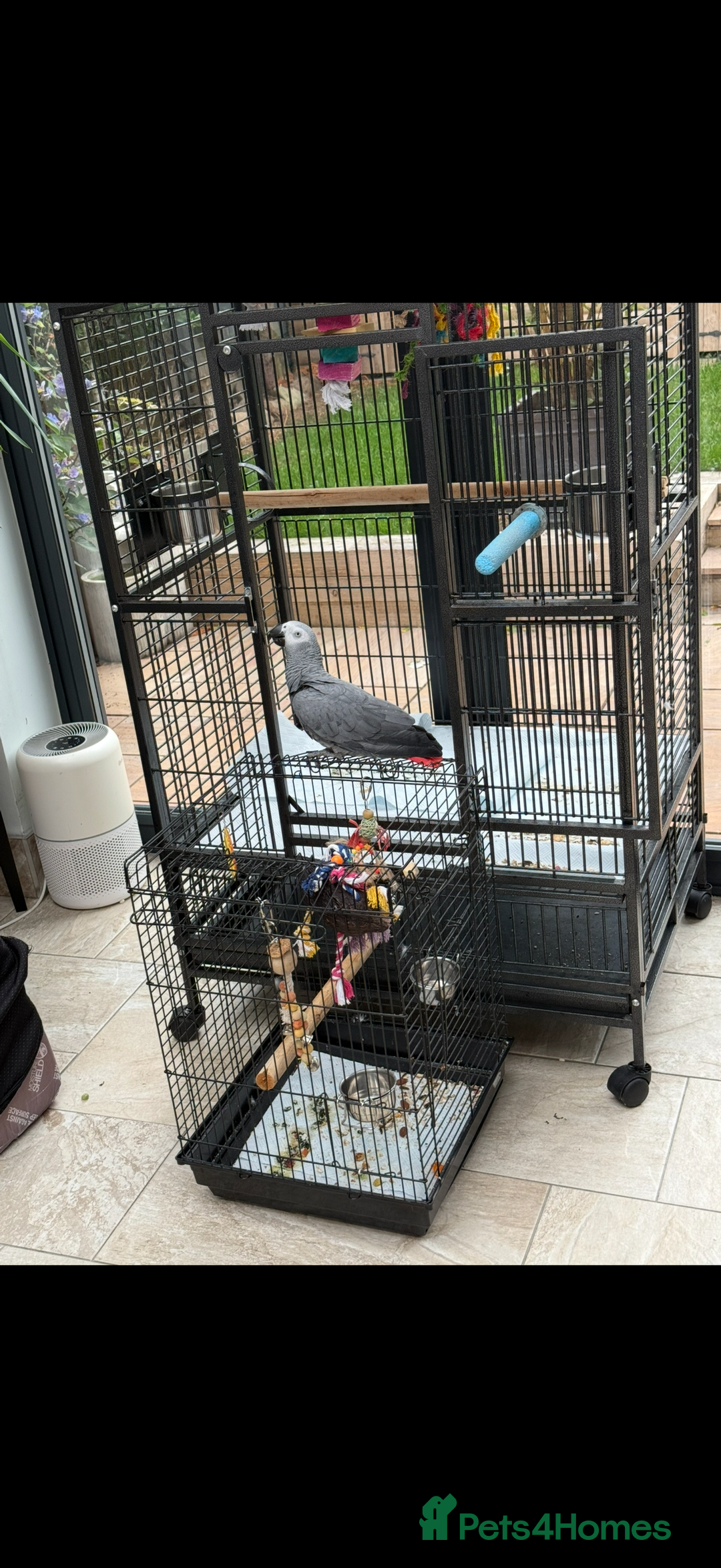 Parrots birds for sale: African grey male full set up  - Image 4