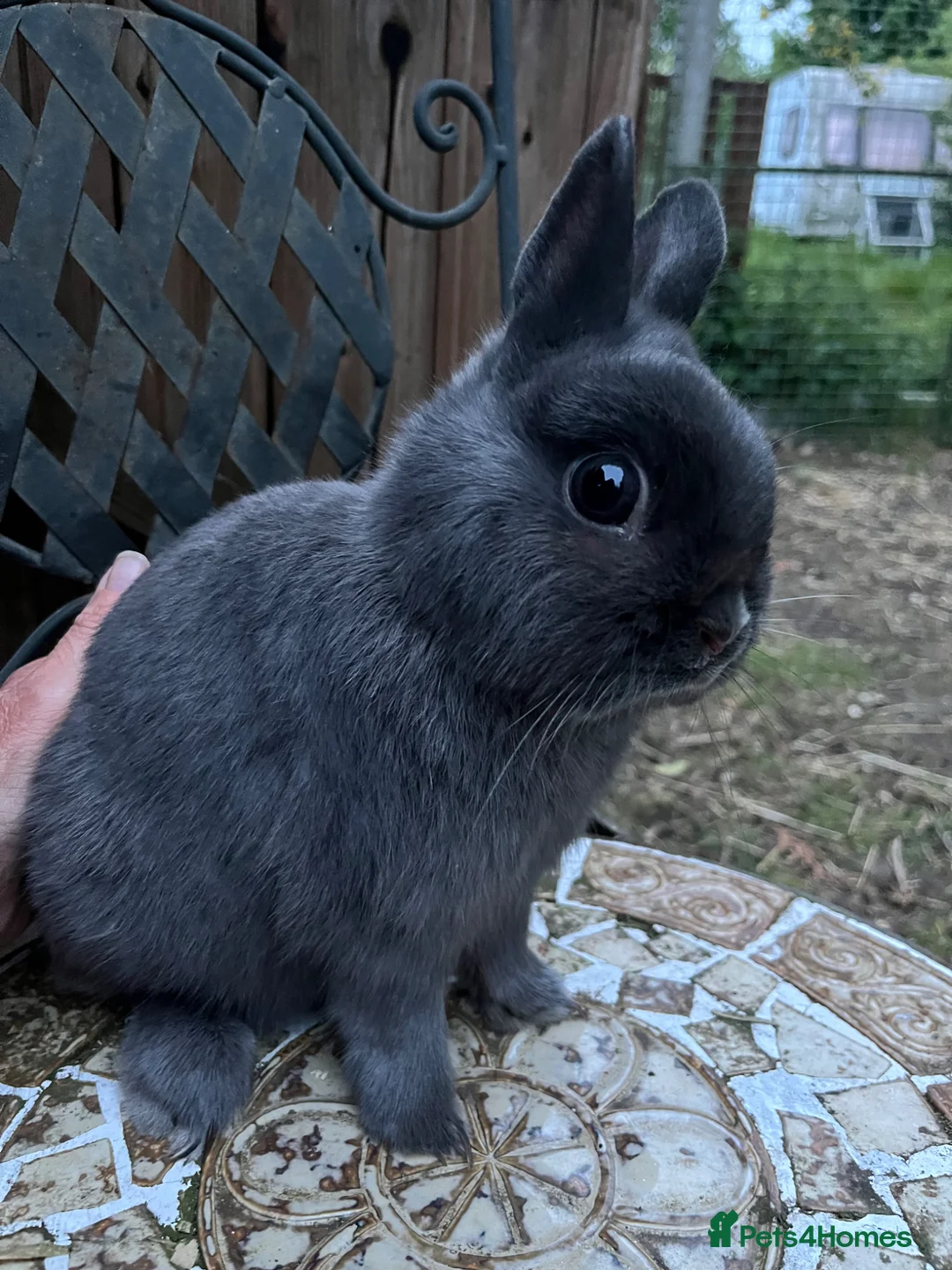 Netherland Dwarf rabbits for sale: Baby and young adult Netherland Dwarfs for sale  - Advert 7