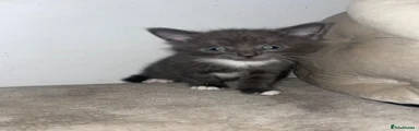 Fluffy Grey with white female