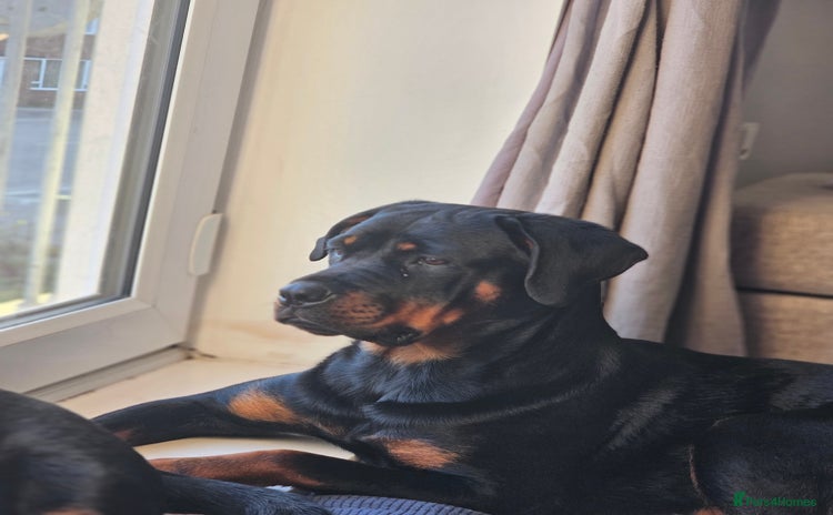 Rottweiler dogs - Advert 2