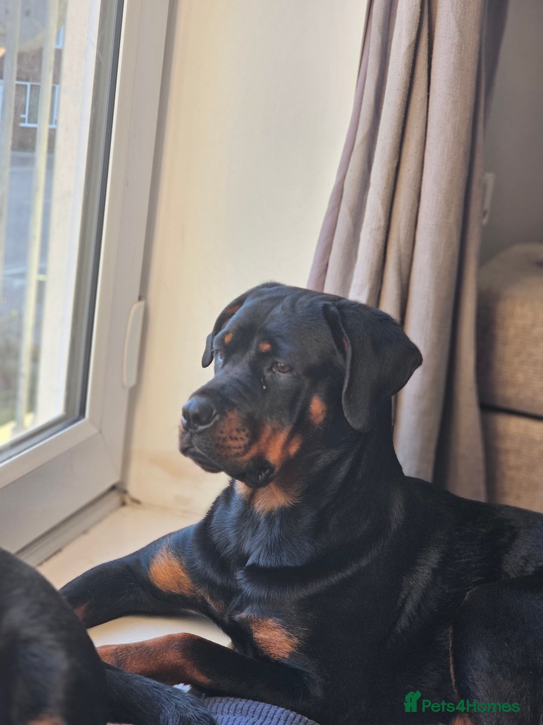 Rottweiler dogs for sale: 🖤 18-Month-Female Rottweiler – Loving, Loyal 🖤 - Image 1