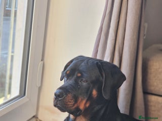 Rottweiler dogs for sale - Advert 1