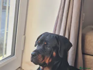 Rottweiler dogs 🖤 18-Month-Female Rottweiler – Loving, Loyal 🖤 - Advert 4