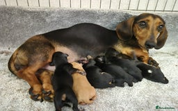 Dachshund dogs for sale: BEAUTIFUL MINI DACSHUNDS - Image 20