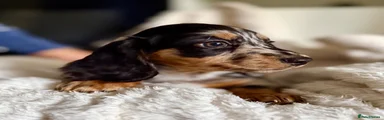 Miniature Dachshund 2