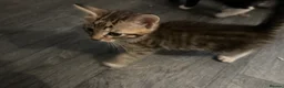 Mixed Breed cats for sale: 2 tabby kittens 🐱  - Advert 20