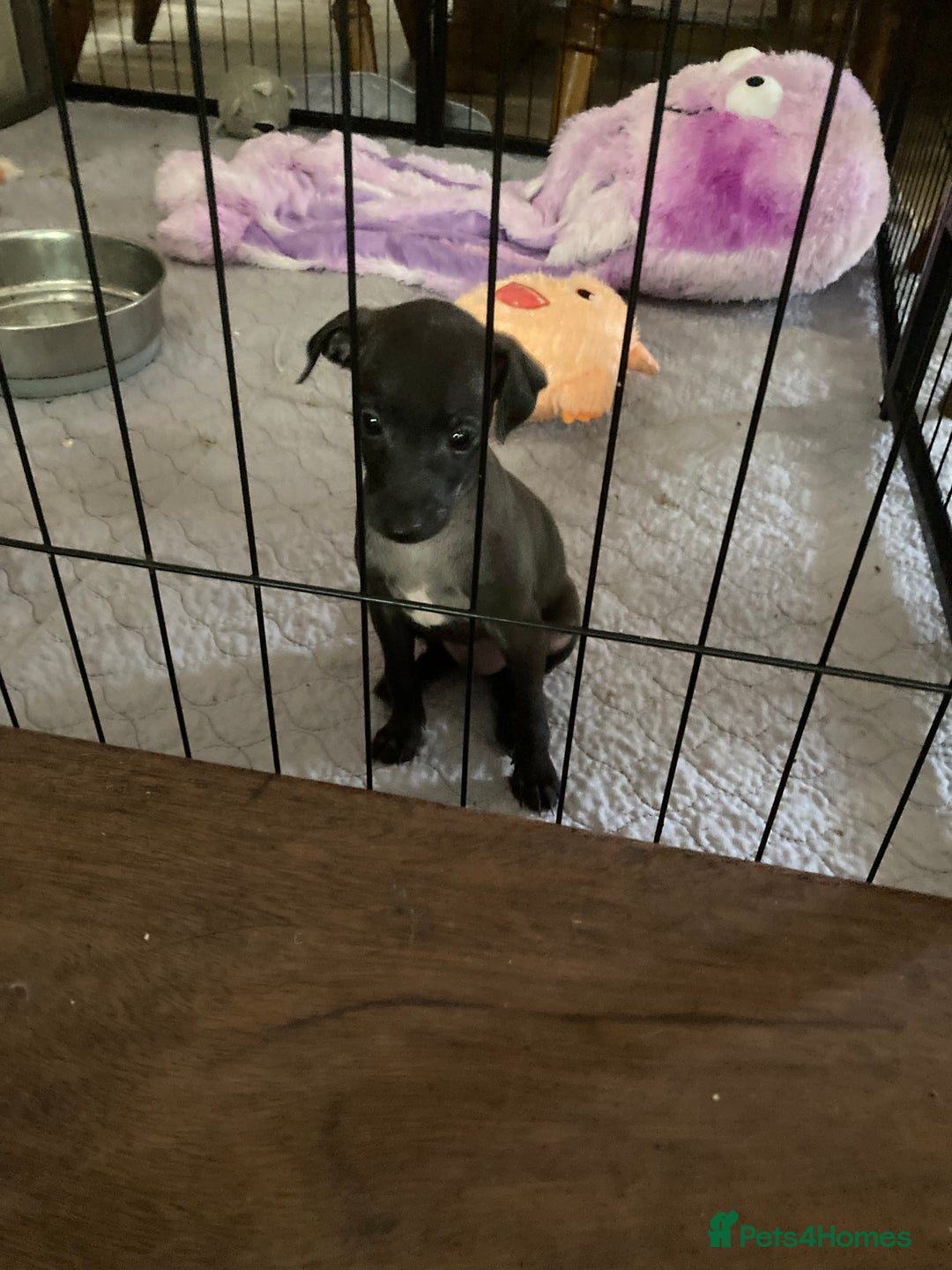 Italian Greyhound dogs for sale: Kc reg Italian Greyhound puppies  - Advert 8