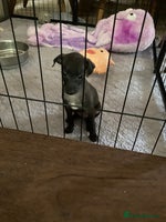 Italian Greyhound dogs - Advert 4