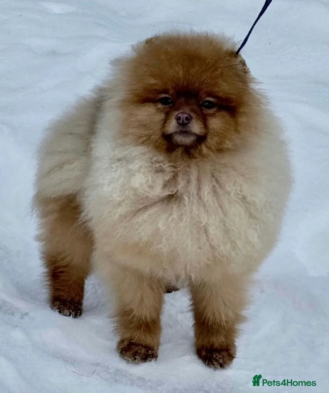 Pomeranian dogs for adoption: 🐾 CARAMEL – Female Pomeranian 🐾 in West Malling - Advert 2