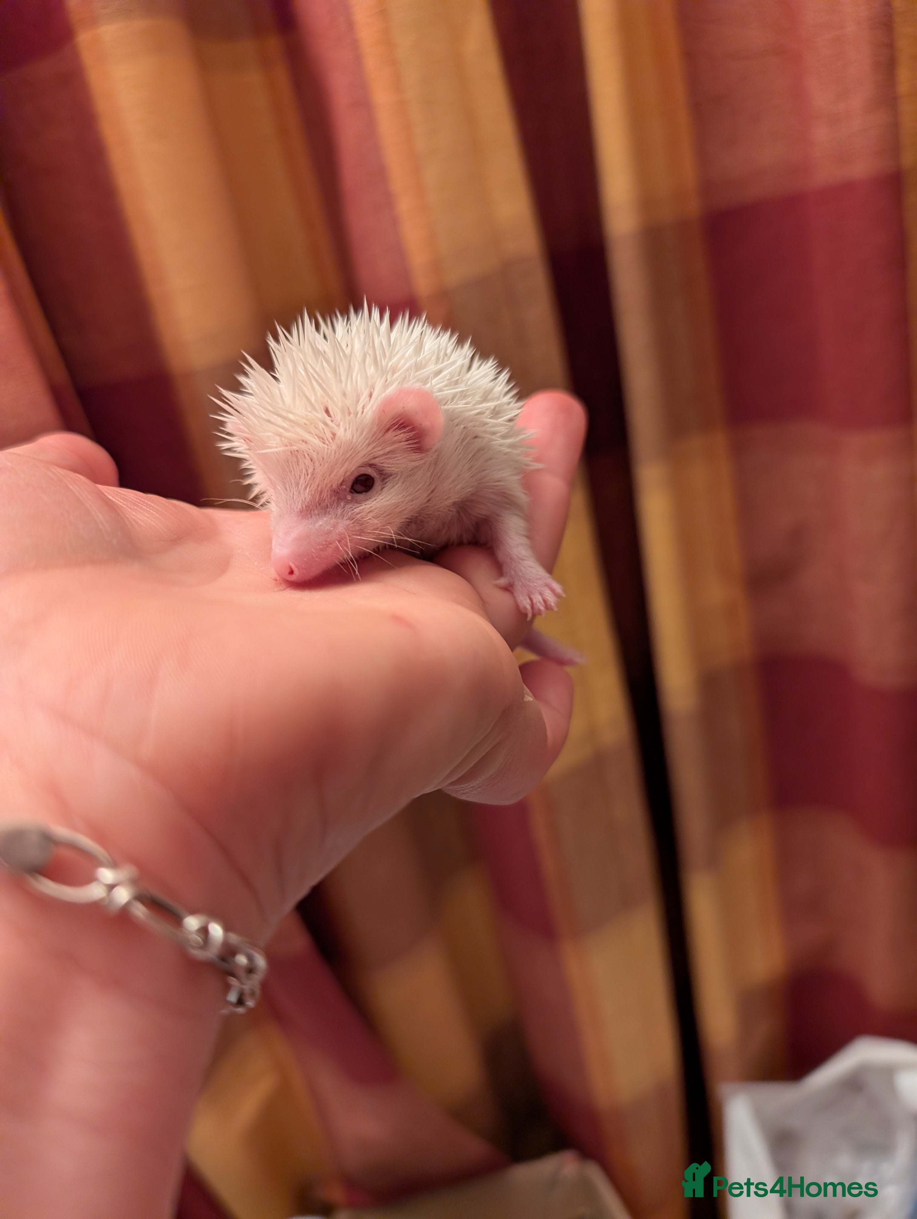 Pygmy Hedgehog rodents Little boy - Advert 2