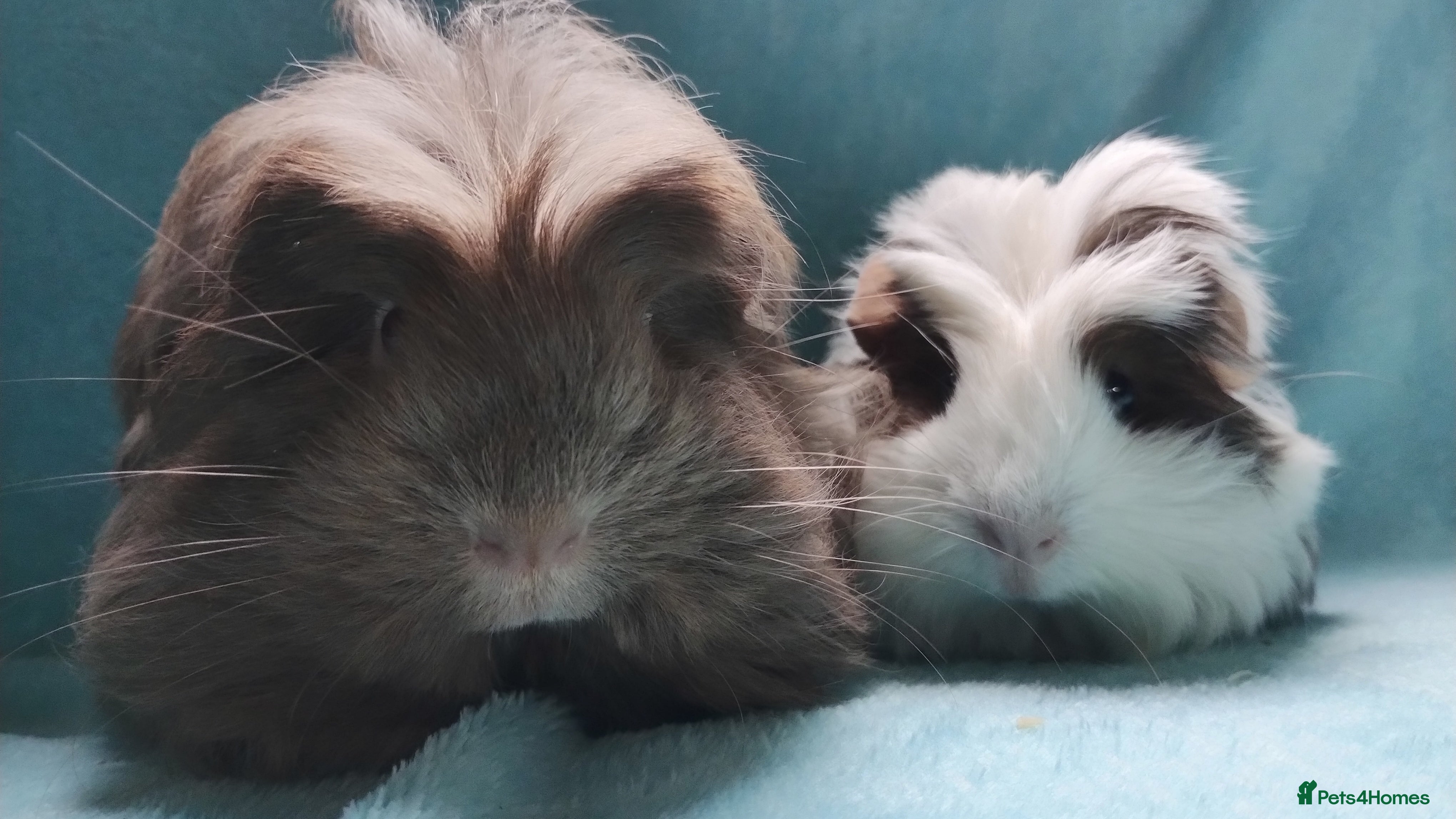 Guinea Pig rodents Baby cornet boy guinea pig delivery available now - Advert 15