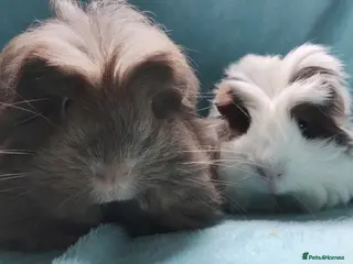 Guinea Pig rodents Baby cornet boy guinea pig delivery available now - Advert 1