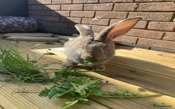 Continental Giant rabbits for sale: Continental Giant - Image 3