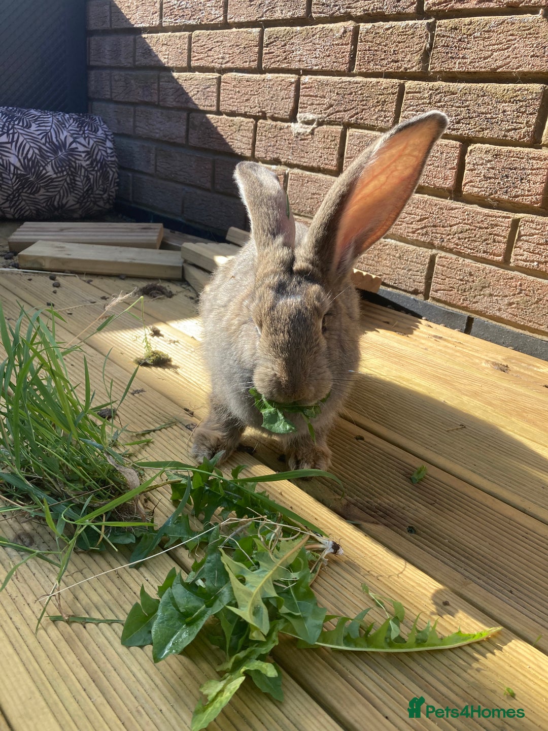 Continental Giant rabbits for sale: Continental Giant - Image 3