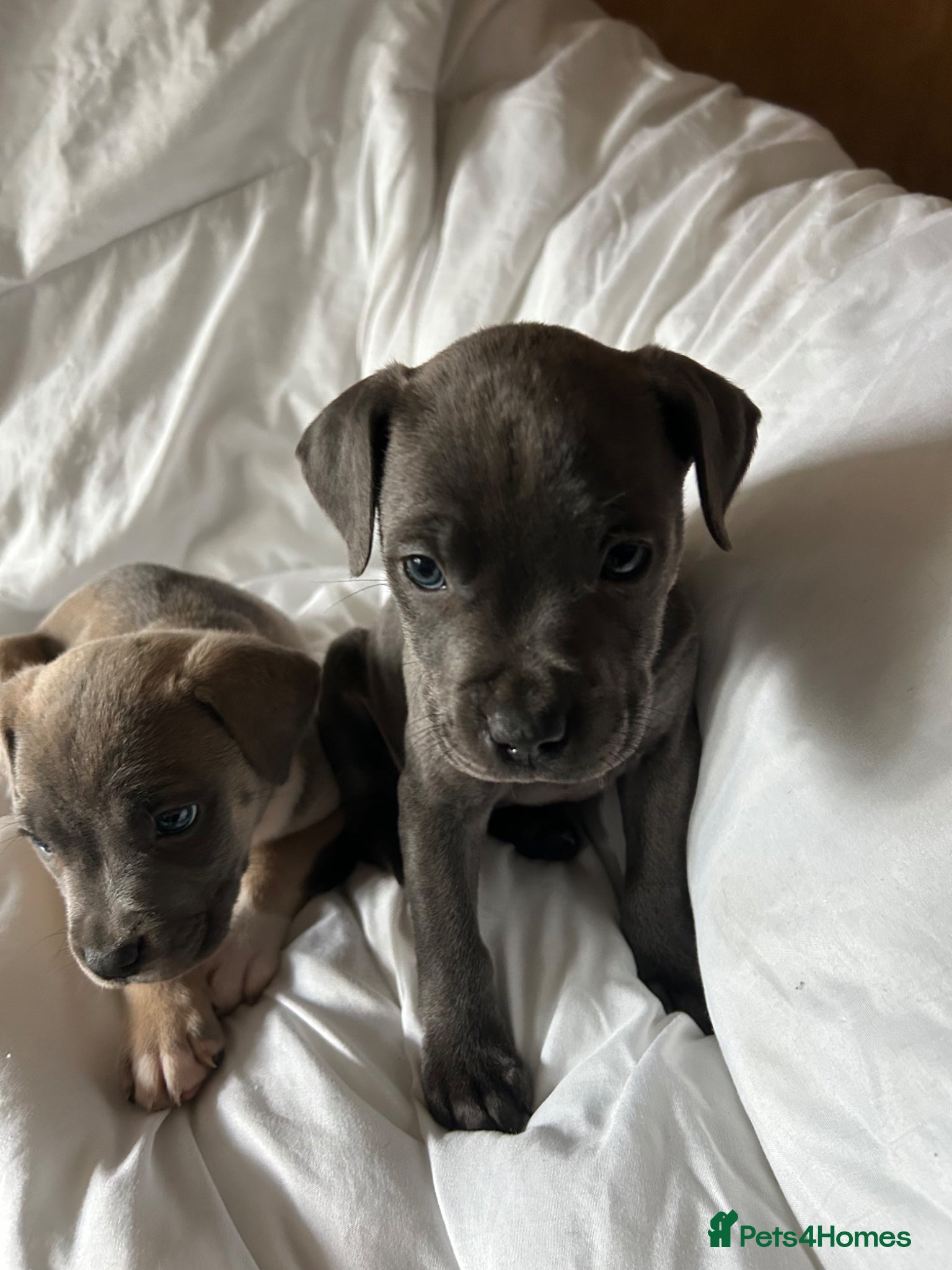 Mixed Breed dogs Staffordshire bull terrier X Cane Corso Puppies - Advert 6