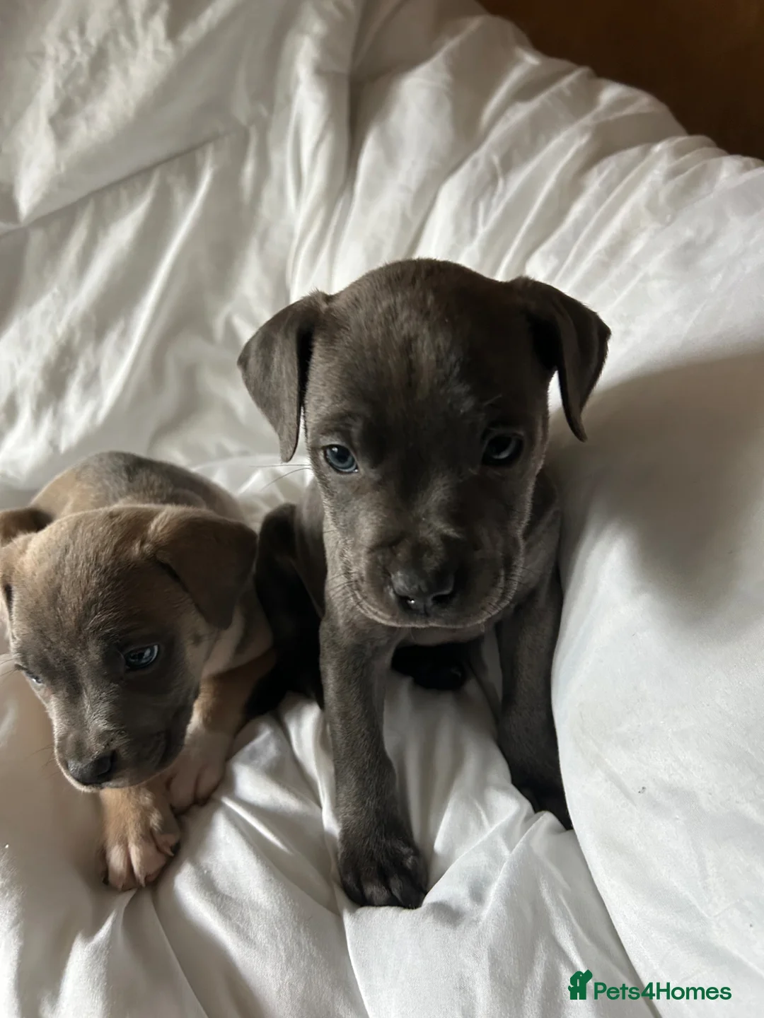 Mixed Breed dogs for sale: Staffordshire bull terrier X Cane Corso Puppies - Advert 1