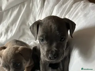 Mixed Breed dogs Staffordshire bull terrier X Cane Corso Puppies - Advert 9