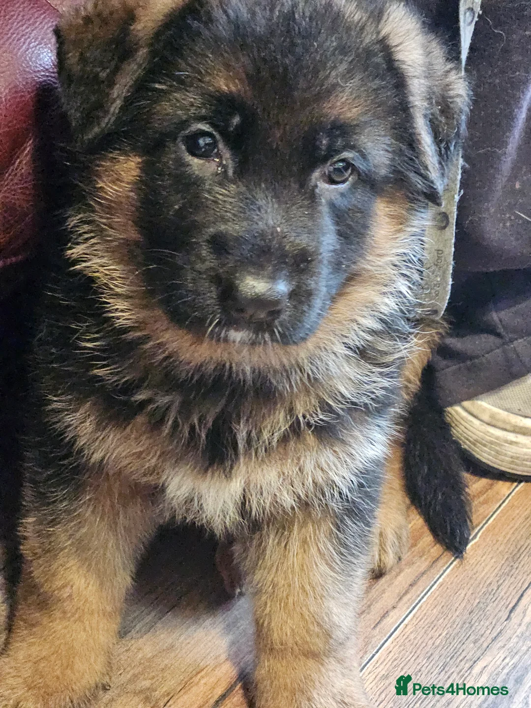 German Shepherd dogs for sale: German shepherd puppies - Advert 6