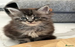 Maine Coon cats for sale: Stunning Mainecoon Kittens - Image 7