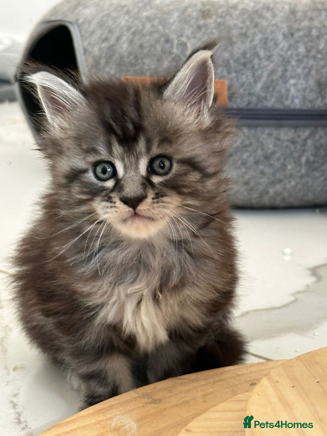 Maine Coon cats for sale: Stunning Mainecoon Kittens - Image 7