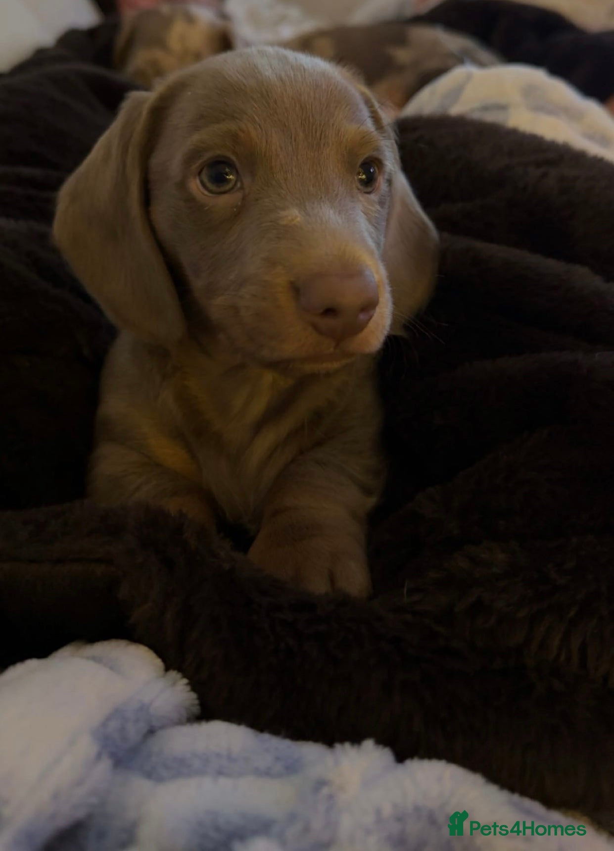 Miniature Dachshund dogs Miniature dachshund puppies - Advert 8