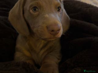 Miniature Dachshund dogs Miniature dachshund puppies - Advert 7