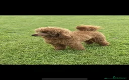 Cockapoo dogs for sale: 5* F1B Miniature Labradoodle Puppies - Image 14