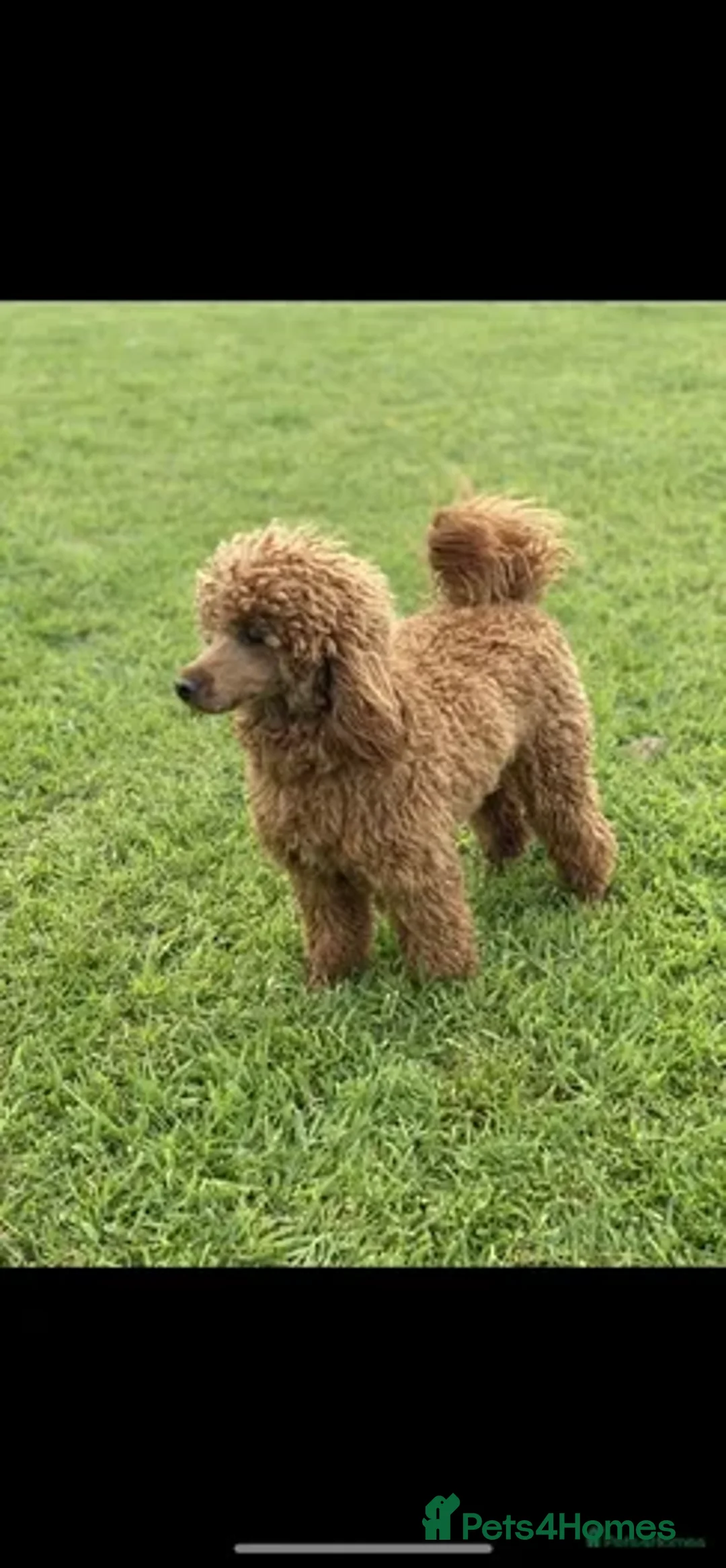 Cockapoo dogs for sale: 5* F1B Miniature Labradoodle Puppies - Image 14