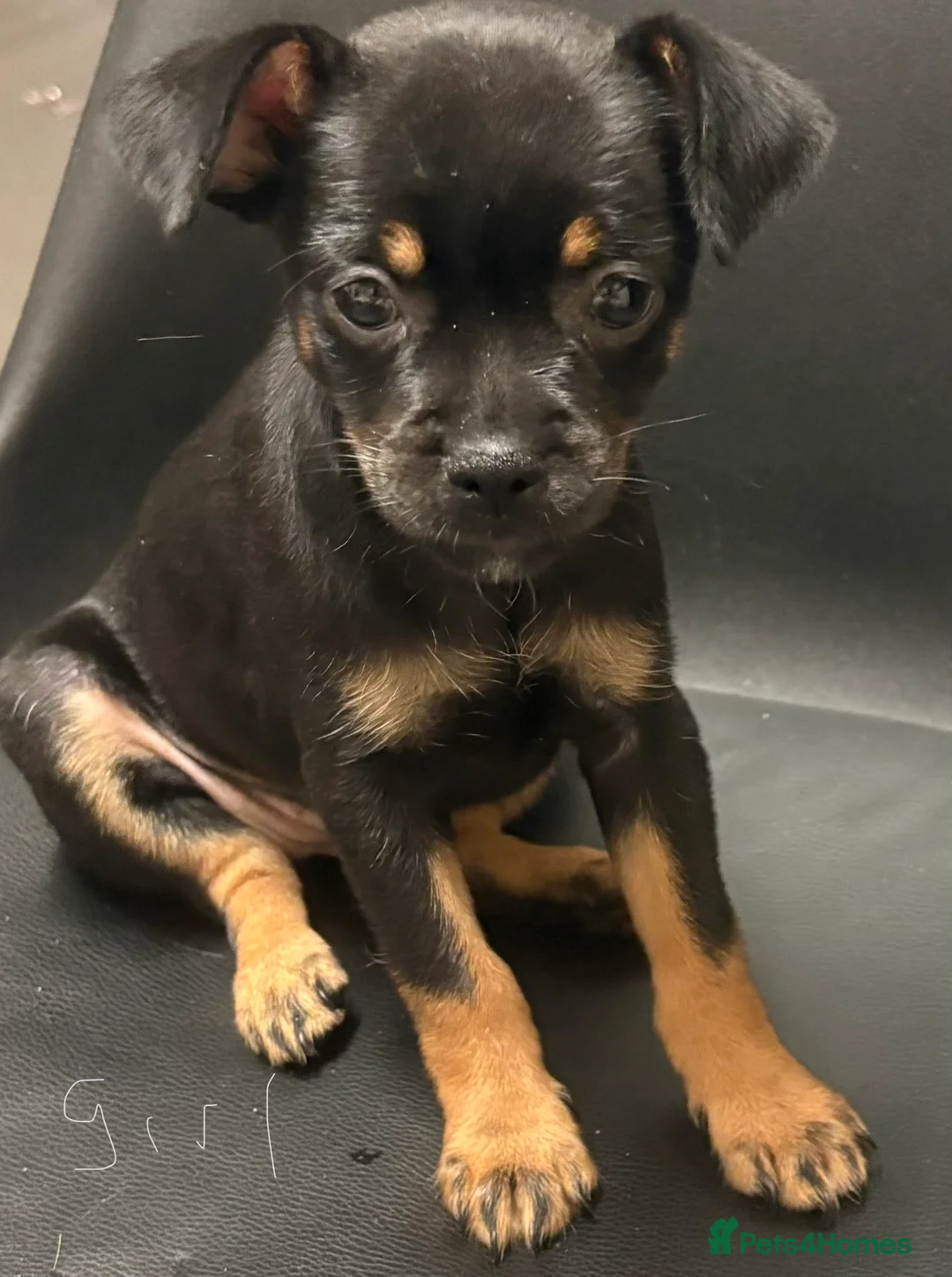 Mixed Breed dogs for sale: Two puppy’s for sale  in Saint Austell - Advert 2