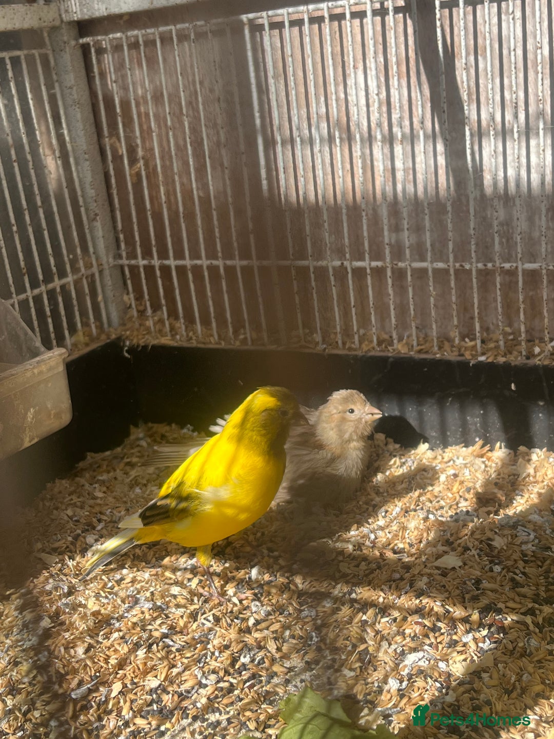Canaries birds for sale: Canaries available  - Image 7