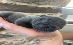 French Bulldog dogs for sale: KC Reg Frenchie Puppies - Image 6