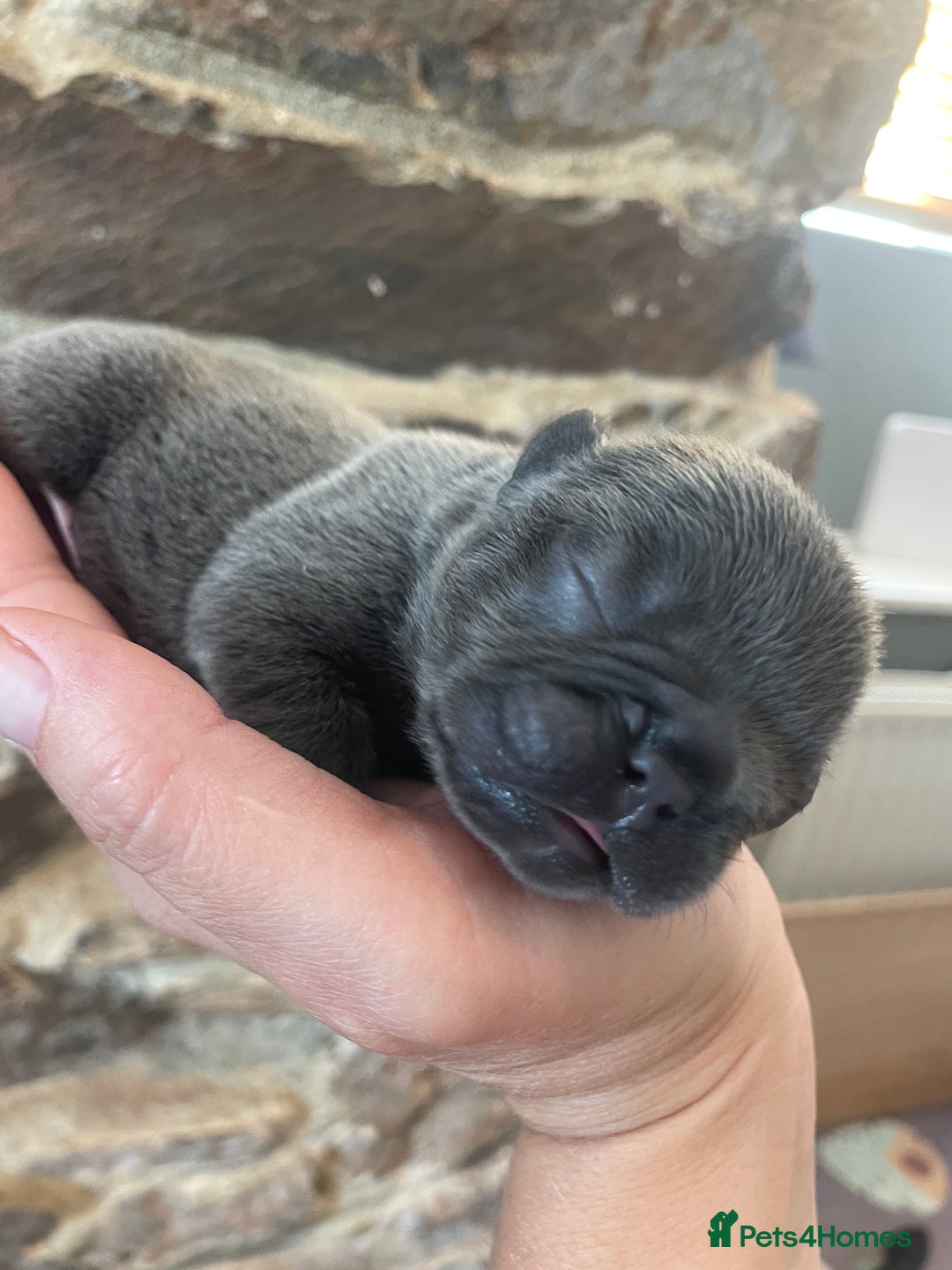 French Bulldog dogs for sale: KC Reg Frenchie Puppies - Image 6