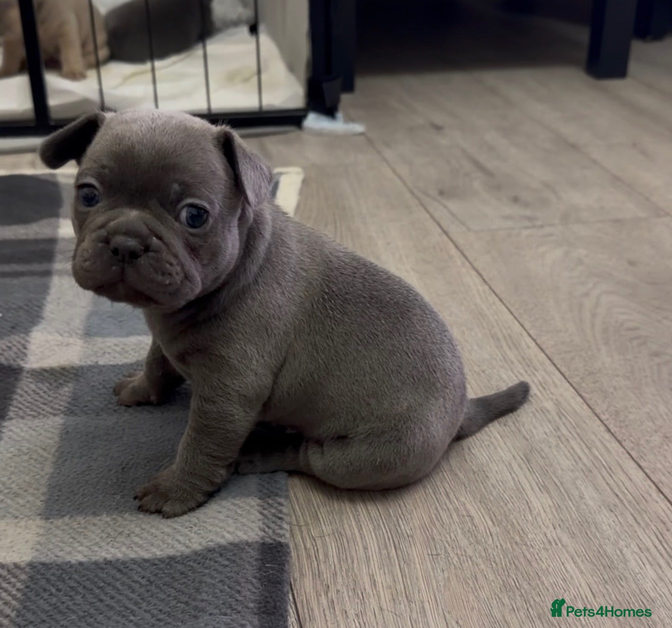 French Bulldog dogs 1 Beuatiful Male French Bulldog  from litter of 4 - Advert 9