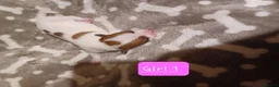 Jack Russell dogs for sale:  Minature Jack Russell Terrier Puppies. - Advert 14