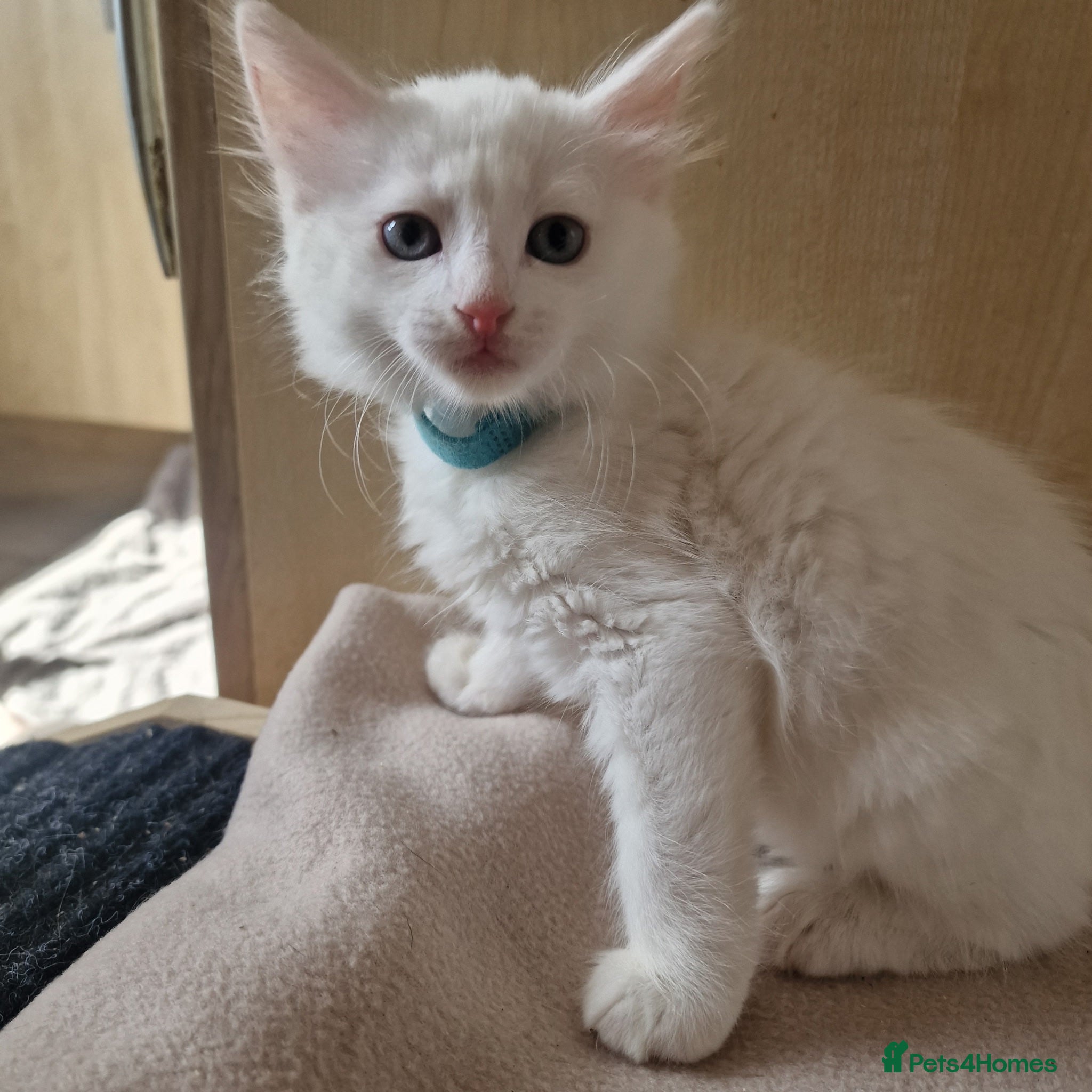 Turkish Angora cats Turkish angora x kittens  - Advert 1