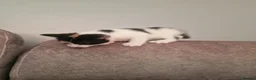 Mixed Breed cats for sale: 3 beautiful kittens for sale - Advert 13