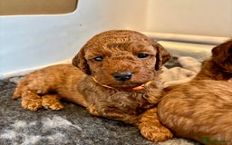 Cockapoo dogs for sale: Stunning Fox Red F1B Cockapoos only 1 girls left - Image 15