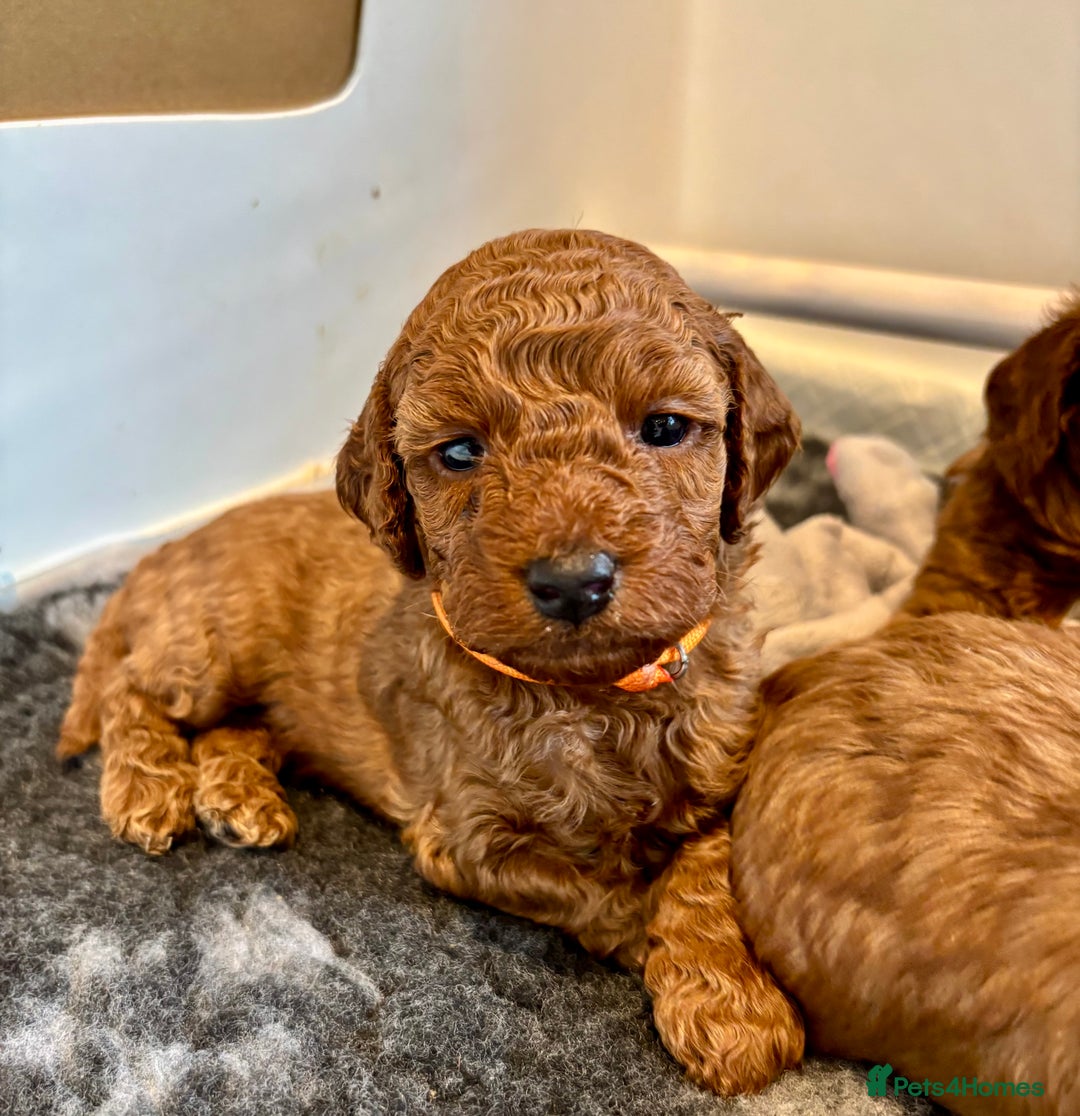 Cockapoo dogs for sale: Stunning Fox Red F1B Cockapoos only 1 girls left - Image 15