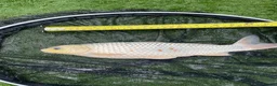 Koi Carp fish for sale: Carp koi 40cm others 58-60cm+ ready to go  - Advert 11