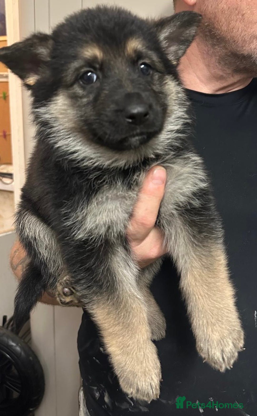 German Shepherd dogs for sale: Stunning German shepherd pups  - Image 8