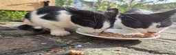 Domestic Shorthair cats for sale: Dynamic Duo Looking for an Outdoor Adventure! in Hook - Advert 5