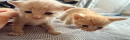 Mixed Breed cats for sale: Beautiful Family-Raised Kittens - Advert 23