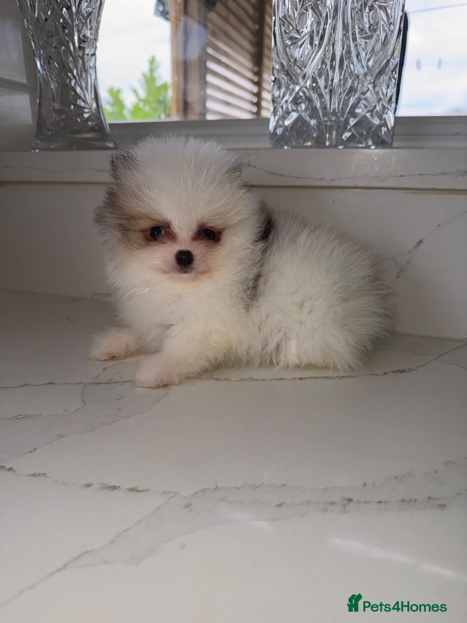 Pomeranian dogs Tiny Russian Teddy Pomeranians  - Advert 8